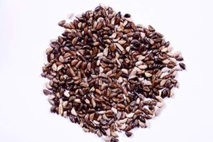 Napier Grass Seeds