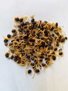 Acacia Auriculiformis Tree Seeds