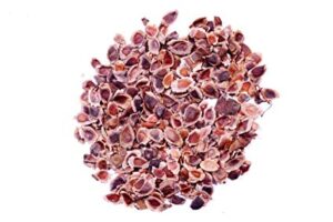 Silver Oak Seeds