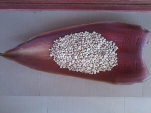 Moringa Seed Kernels